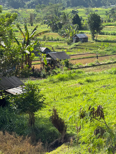 This is a landscape photograph taken in Sidemen, Indonesia, featuring terraced rice fields and lush vegetation. The scene is dominated by vibrant green rice paddies, some of which appear to be recently planted or harvested, with patches of brown earth visible. Scattered throughout the landscape are several small, rustic structures with corrugated metal roofs, likely serving as shelters or storage for farmers. Banana trees and other tropical foliage are interspersed among the fields, adding to the verdant environment. In the mid-ground, a lone figure dressed in a light-colored shirt and dark trousers is walking in one of the fields, suggesting agricultural activity. The image captures the essence of rural life in a tropical setting, with the natural beauty of the landscape and the human presence harmoniously coexisting.