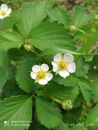 The image is a close-up shot of two white strawberry blossoms with yellow centers, surrounded by vibrant green strawberry leaves. In the background, out-of-focus greenery suggests an outdoor environment. A strawberry bud is visible to the right of the blossoms. The bottom left corner displays "REDMI NOTE 8 PRO AI QUAD CAMERA," and the bottom right corner shows the date and time "21.06.2026 11:02". This scene is not located in the city of Sovetskiy, Russia, as it is an image file without any geotagging information.