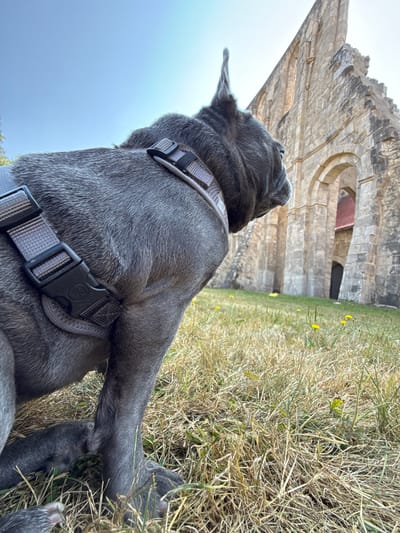 In Walkenried, Germany, a grey French bulldog wearing a harness is positioned in the foreground, facing away from the camera and looking towards a ruin. The dog is on a grassy area with sparse yellow wildflowers. Behind the dog, the stone ruins of an old building, possibly a monastery, rise up against a clear blue sky. The architecture features arched doorways and weathered stone walls. The scene is captured from a low angle, emphasizing the dog's perspective.