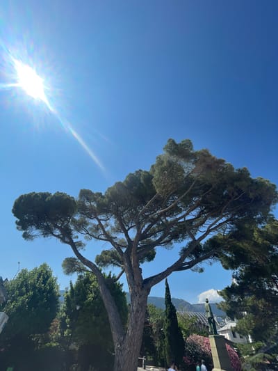 A bright sun shines in the clear blue sky, casting rays of light diagonally from the upper left corner. In the foreground, a large tree with a thick trunk and wide branches, covered in dark green needles, dominates the lower half of the frame. The tree's branches spread out, creating a canopy that partially obscures the sky. Behind the main tree, smaller evergreen trees and bushes are visible, along with a statue of a man standing on a pedestal to the right of the frame. In the background, distant mountains and buildings can be seen under a partly cloudy sky. A few people are visible near the statue, appearing to be walking. The scene appears to be in an outdoor public space, possibly a park or promenade, in the city of Yalta, Ukraine.