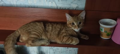 An orange tabby kitten lies on a wooden shelf. The kitten has its body facing left, with its head turned towards the viewer. Its tail is curled around its hindquarters. To the right of the kitten, there is a small plastic container with a label. The background consists of a patterned wallpaper and a wooden cabinet. The scene appears to be indoors, likely in a residential setting. There is no information in the image to indicate the location of Cherepovets, Russia.