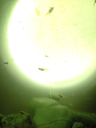 The image depicts an underwater scene with several tadpoles swimming in murky green water. A bright, diffused light source illuminates the scene from above, creating a strong glare and obscuring details in the upper portion of the image. Small green particles, likely algae or debris, are suspended in the water. In the lower part of the image, submerged rocks and plant-like structures are visible. The tadpoles appear to be small, with elongated bodies and tails, and are in various positions throughout the frame. Some tadpoles are close to the light source, appearing lighter in color, while others are in the darker areas of the water. The image has a grainy texture, suggesting it was taken with low light conditions or a camera with limited resolution. There are no indications of human presence or urban environment.