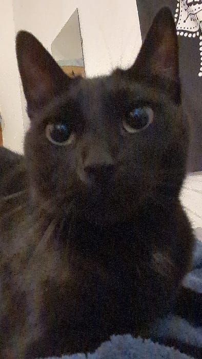 A black domestic cat is depicted in a close-up, frontal view, situated indoors in Modiin-Maccabim-Reut, Israel. The cat exhibits black fur, prominent round eyes with visible light reflections, and erect, pointed ears. Its head and upper chest are visible, with its gaze directed forward, occupying the majority of the frame. The immediate background to the left features a light-colored vertical surface, which partially reflects an indistinct, muted scene. To the right, a darker surface is visible, with a section of white, patterned textile visible above the cat's right ear. The cat is resting on a soft, textured material, appearing blue-grey in color, located at the bottom of the frame. The image presents with visible digital noise, consistent with indoor, possibly low-light, conditions.
