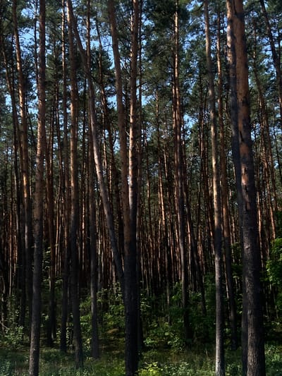 A dense forest of tall, slender pine trees dominates the image. The trees are closely packed, with their trunks creating a vertical pattern that extends from the forest floor to the canopy. Sunlight filters through the branches, casting dappled shadows and highlighting the rough texture of the bark. The ground is covered in low-lying greenery, including bushes and grass. The sky, visible in patches between the treetops, is a light blue. The scene appears to be an outdoor natural environment, possibly a pine forest.
