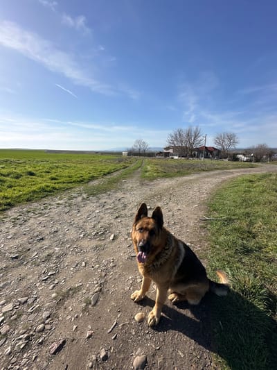 A single German Shepherd dog is seated on a gravel dirt road under a clear, bright blue sky in Krumovo Gradishte, Bulgaria. The dog, positioned in the lower-right foreground, faces forward and slightly left, looking directly at the viewer. It exhibits a tan and black coat with pointed ears, and its mouth is open with a pink tongue extended. Strong sunlight casts a distinct shadow of the dog to its right. The unpaved road, composed of light brown soil and visible rocks, extends into the mid-ground, where it appears to fork or curve towards the right and left into a green field. To the left of the road, a vibrant green field of low-lying vegetation extends horizontally to the horizon. In the mid-ground and background, several structures are visible, including a prominent house with a reddish roof and light-colored walls, and another lighter-colored, possibly pinkish, building. Adjacent to these structures are several deciduous trees with bare branches, suggesting a season without full foliage. Further in the background, a faint blue mountain range or distant hills are visible beneath the horizon. A faint white contrail is present in the upper-left quadrant of the sky. No other subjects or interactions are present.