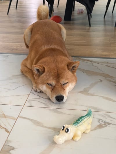 A medium-sized dog is lying down on a tiled floor with its eyes closed. The dog is facing away from the camera, with its head turned to the left. In front of the dog, on the floor, is a small, light-colored alligator toy with green accents. The background shows a wooden floor and chair legs. The scene is indoors and appears to be in a residential setting in Priseltsi, Bulgaria.