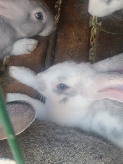 In the city of Фролы, Russia, a close-up, low-angle shot captures a group of rabbits within a wooden enclosure. The primary focus is on a white and gray rabbit in the foreground, its face turned to the right, revealing a blue eye and whiskers. Partially visible behind it is another gray rabbit, looking to the left with one blue eye and a white paw. A third rabbit, mostly out of frame, is suggested by a patch of gray fur at the bottom left. The background consists of dark, weathered wood planks and some dry vegetation. The lighting is natural, highlighting the rabbits' fur and the textures of the enclosure.
