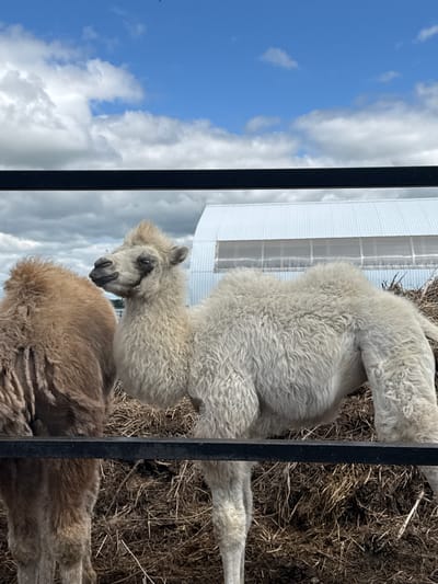 This is a medium shot, eye-level, outdoor photograph of two camels in what appears to be an enclosure. A black metal bar runs horizontally across the foreground, partially obscuring the camels.

To the left, a brown camel's back and hindquarters are visible, its fur appearing dense and shaggy. The majority of the frame is occupied by a light-colored camel, facing left in profile. This camel has a lighter, curly coat and a single hump. Its head is turned slightly towards the viewer, revealing its face with closed eyes, a slightly open mouth, and a tuft of hair on its head. The camel appears to be standing on a bed of straw or hay.

In the background, behind the camels, is a white, corrugated metal building with large transparent sections, possibly a greenhouse or barn. The sky above is blue with scattered white clouds.

There is no information available to determine the specific location within the city of Tri Ozera, Russia.