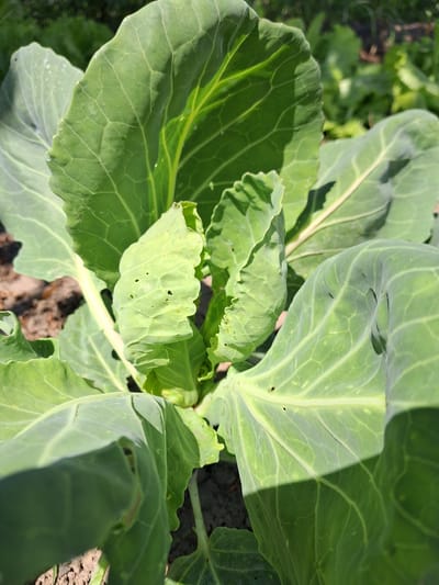 A close-up, high-angle shot shows a young cabbage plant in a garden. The plant has large, vibrant green leaves with prominent veins. Some leaves are curled and ruffled, while others are smooth and broad. The center of the plant shows new growth. The soil is visible around the base of the plant. In the background, other green plants and foliage can be seen, suggesting a garden setting. The image appears to have been taken in natural daylight, with shadows cast across some of the leaves. The location of Krolevets, Ukraine is not ascertainable from the image.