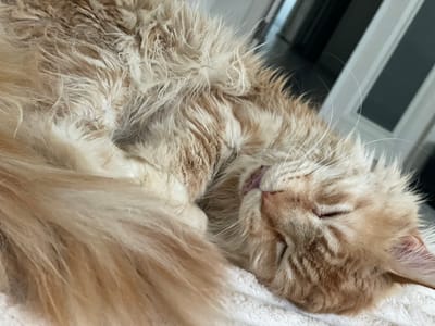 A close-up, eye-level, indoor shot shows a ginger-colored cat sleeping soundly on a white, textured surface, likely a blanket or towel. The cat is curled up, with its head resting to the right, and its eyes closed. Its mouth is slightly open, with a bit of its pink tongue visible. The cat's fur is long and fluffy, with variations in shades of ginger and cream. White whiskers fan out from its face. The background is out of focus, showing glimpses of vertical structures, possibly doors or windows, and a dark horizontal surface, suggesting an indoor environment. The scene is devoid of any signs of human presence or activity. The location in Rozsoshentsi, Ukraine, is not discernible from the provided image.