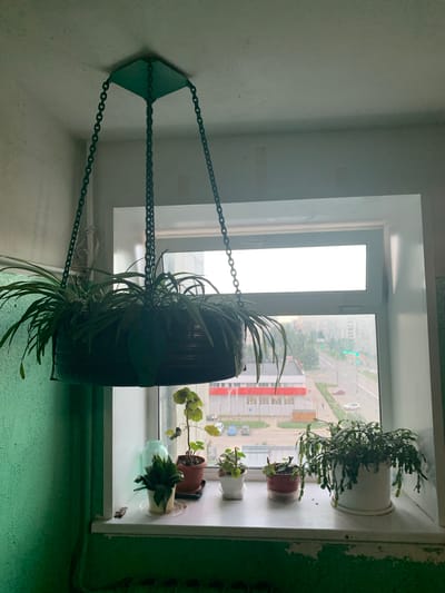 The image depicts a window ledge in an apartment in Severodvinsk, Russia. Several potted plants are arranged on the windowsill. To the left, a large, dark-colored planter hangs from the ceiling by three chains, containing a sprawling plant with long, green leaves. On the windowsill, three smaller potted plants are visible. The leftmost is in a white pot, with cascading green foliage. Next to it is a plant in a terracotta-colored pot. The rightmost plant is in a small white pot.
Through the window, a view of a city street is visible, with buildings, cars, and trees. The sky appears overcast, suggesting it might be daytime with cloudy weather. The interior walls surrounding the window are painted a light, neutral color, while the windowsill and the surface below it are painted a vibrant green. The overall scene conveys a sense of domesticity and the presence of indoor greenery in an urban environment. There is no visible text in the image.