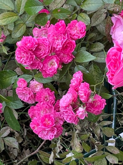The media file is a close-up, top-down shot of a cluster of vibrant pink roses and their green leaves, set against a darker background with hints of brown and green. The roses appear to be in various stages of bloom, with some fully open and others still in bud. The texture of the petals is finely detailed, showing their ruffled and layered structure. Some of the leaves exhibit signs of age or stress, appearing slightly dried or discolored, contrasting with the fresh, bright green of others. The lighting suggests it could be daytime, possibly overcast or in shade, as there are no harsh shadows. The scene evokes a feeling of natural beauty and the peak of the rose blooming season. The environment seems to be an outdoor garden setting. There is no visible text in the image. The location context of Dolgoprudny, Russia, places this scene in a geographical setting known for its gardens and parks.