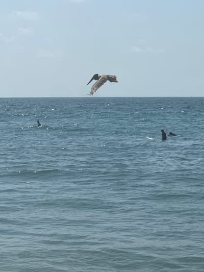 The scene captures a sunny sky over the ocean. On the left, a large bird with outstretched wings appears to be in flight. In the middle of the ocean, a bird is sitting on a log. The ocean is shimmering and rippled. The location is the city of Brisas de Zicatela, Mexico.