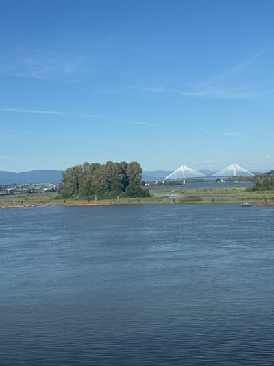 The image depicts a wide, calm river with a clear blue sky above. In the mid-ground, a cluster of tall trees stands on a small island or peninsula. Beyond the trees, a low-lying urban area with buildings can be seen, backed by a range of distant mountains. Two large cable-stayed bridges span the river in the background, connecting unseen landmasses. The water's surface is gently rippled, reflecting the blue of the sky. Several wooden posts are visible in the river, some appearing to be part of a submerged structure or demarcation. The scene appears to be a scenic view of the Fraser River near New Westminster, Canada, likely showcasing the Alex Fraser Bridge in the distance. There are no people or discernible actions taking place.