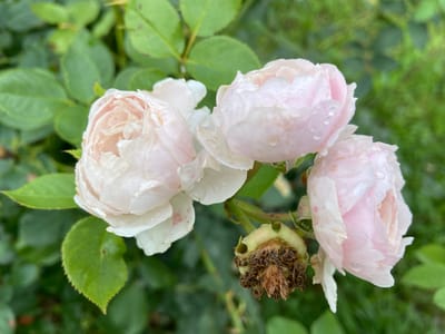 A close-up, high-angle shot shows three pale pink roses with water droplets on their petals, set against a blurred green background of foliage. The roses are in various stages of bloom, with one at the front appearing partially open and two further back more fully bloomed. To the left of the roses, a spent rosehip, dried and brown with visible seeds, is present. The image captures a natural outdoor setting, likely a garden or park. The overall lighting is soft, suggesting an overcast or early morning/late evening scene.
