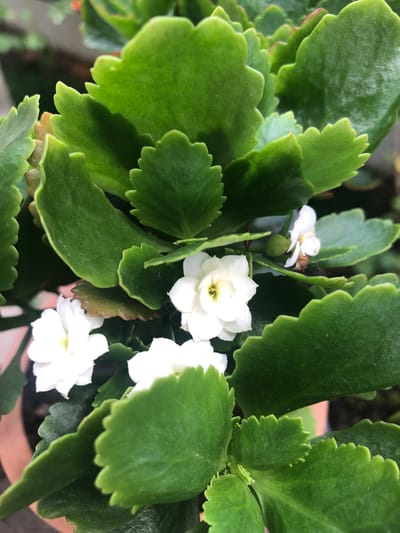 A close-up, eye-level, full-frame shot shows a Kalanchoe plant with lush green, scalloped-edge leaves and small white flowers. The plant is in a terracotta pot, partially visible at the bottom. The background is blurred and appears to be outdoors, possibly in a garden or balcony setting. No specific location in Chiatura, Georgia can be identified from the image.