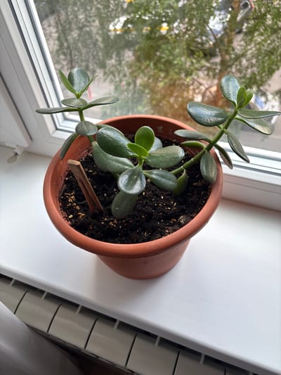 A jade plant sits in a brown plastic pot on a white windowsill. The plant has thick, fleshy, green leaves and appears healthy. The pot is filled with dark soil, and a small wooden skewer is inserted into the soil near the plant's base.
Through the window, the blurred reflection of green trees and foliage can be seen, suggesting an outdoor environment. The light filtering through the window indicates it is daytime, likely overcast or diffused light. The windowsill appears to be part of an interior space, with a white radiator visible to the right of the plant. The overall scene is a still life composition, focusing on the potted plant in a domestic setting, likely an apartment in Vniissok, Russia. There is no visible text in the image.