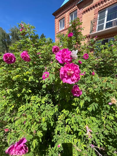 A close-up, eye-level shot captures a vibrant rose bush in full bloom, its bright pink flowers and lush green foliage dominating the foreground. The bush is positioned in front of a building with a distinctive brick facade, displaying a mix of orange and red bricks, with white-framed windows and a small balcony with a green railing. The sky above is a clear, bright blue. A white butterfly is perched on one of the pink rose petals, adding a delicate touch to the scene. The overall impression is one of natural beauty against an urban backdrop. The location is identified as Lebyazhye, Russia.