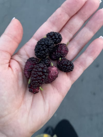 A close-up, over-the-shoulder shot shows a person's open hand, palm up, in the city of Rozsoshentsi, Ukraine. The hand is holding approximately seven dark purple and black mulberries. The mulberries vary slightly in color, with some showing a reddish hue, indicating ripeness. The background is a blurred, out-of-focus gray surface, likely pavement. The lighting suggests it is daytime, with no harsh shadows visible. The image is taken from a slightly elevated perspective, looking down at the hand and berries.