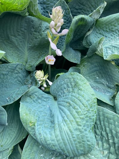 A close-up, overhead view captures a dense cluster of large, variegated green hosta leaves after a rain. Water droplets cling to the textured surfaces of the broad leaves, glistening in the natural light. Interspersed among the foliage are delicate, pale pink and white hosta flowers, some in bud and others beginning to open. The scene is set in a garden, likely during daytime, with the presence of water droplets suggesting recent rainfall. The overall impression is one of lush, natural beauty, evoking a sense of freshness and tranquility. The location is identified as Pointe-Claire, Canada. No visible text is present in the image.