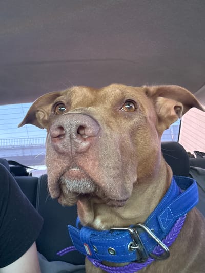 A close-up, head-on shot captures a brown pit bull-type dog wearing a blue collar with a purple braided rope leash, inside what appears to be a vehicle. The dog's head is the primary focus, with its large, wet nose prominent in the foreground. Its amber eyes are looking slightly upward and to the left. The dog has large ears that are slightly pointed upwards. Subtle graying is visible around its muzzle. The background shows the interior of a car, with a headliner visible at the top, and the back of a headrest and a window with a blurred, external view of what could be a bridge or building structure. A person's shoulder and arm, wearing a black shirt, are visible on the left side of the frame, indicating their presence in the vehicle. The lighting appears to be natural daylight. The image was taken in the city of Chervonokam'yane, Ukraine.