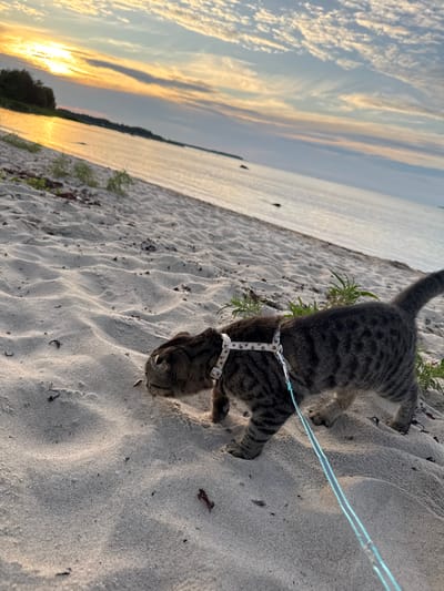 A tabby cat wearing a white harness with a patterned design and a light blue leash is walking on a sandy beach in Rohuneeme, Estonia, at sunset. The cat is sniffing the sand. The background shows the Baltic Sea and a sky filled with colorful clouds, with the sun setting over the horizon. The sand is imprinted with ripples, indicating the cat's movement.