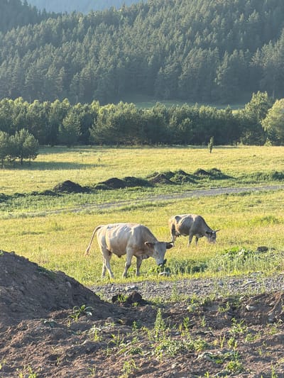 The image depicts a pastoral scene in Elekmonar, Russia, under what appears to be daylight. Two light-colored cows are the primary subjects, grazing in a lush, green meadow. The meadow is bordered by a dense forest of evergreen trees on the left and a dirt path running diagonally through the grass. To the right of the path, the terrain rises, showing a patch of barren, muddy earth with scattered green shoots. The sunlight suggests it could be morning or late afternoon, casting long shadows across the grass. The overall atmosphere is serene and natural, typical of a rural countryside. There is no visible text in the image.