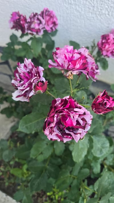 A close-up, eye-level shot captures a cluster of vibrantly colored roses with a variegated pattern of deep pink, magenta, and white petals. The roses are in various stages of bloom, with some fully open and others in bud. Lush green leaves surround the flowers, providing a dark, verdant backdrop. The background features a textured, light-colored wall and a hint of dark, possibly stone or brick, ground. The image appears to be taken outdoors, likely in a garden setting, given the presence of plants and the natural lighting. The scene suggests a moment of natural beauty, with the focus sharply on the intricate details of the rose petals and foliage. There are no people or animals present in the frame.