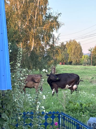 In Lysaya Gora, Russia, two cows are visible in a rural setting. One cow, predominantly dark brown with lighter brown markings, is positioned in the mid-ground to the left, facing away from the viewer. To its right, a black and white cow is grazing in a grassy field, its head lowered towards the ground. The environment features lush green grass dotted with small white wildflowers, interspersed with taller green plants. Behind the cows, a dense cluster of trees, including birches with white bark, forms a natural backdrop. The sky is clear and light blue. In the foreground, a blue fence runs horizontally across the bottom of the frame, and a portion of a blue corrugated metal structure is visible on the far left.