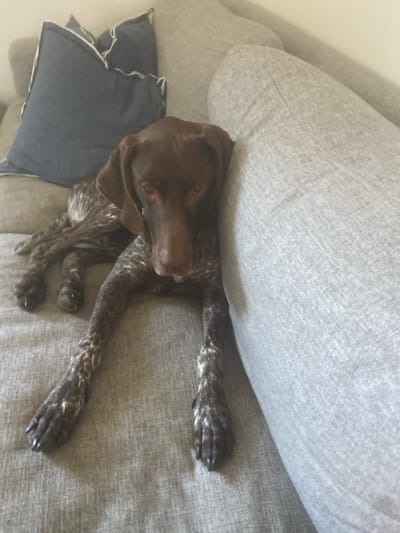 The image shows a brown and white brindle dog, likely a German Shorthaired Pointer, resting on a couch. The dog is lying down, with its body stretched out. Its head is resting on a pillow, and its paws are splayed on the couch cushions. The dog appears relaxed and comfortable.
The couch is a neutral gray color, and there are several pillows on it. One pillow is dark gray with white trim, and the other is a lighter gray. The background is a light-colored wall. The lighting in the image suggests it is daytime, possibly late morning or early afternoon. The overall mood of the image is peaceful and domestic. The location context is Matosinhos, Portugal.