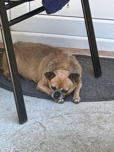 A medium-sized, tan-colored dog with dark markings around its eyes is lying down on a dark gray mat. The dog appears to be resting, with its head down and paws tucked beneath it. It is positioned under a black metal chair, the legs of which are visible in the foreground and background. The background consists of a white surface, possibly a wall or door, with a dark blue fabric item partially visible at the top. The ground is a concrete or stone patio. The scene is outdoors, possibly on a porch or patio area. This image was taken in Marten, Bulgaria.