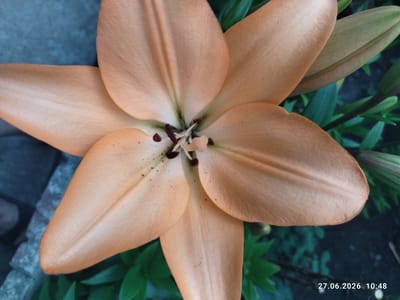 A close-up, overhead view of a light orange lily flower in full bloom is captured. The flower is centered in the frame, with its six petals fanned out. The petals are smooth and have a subtle, velvety texture, with delicate veins running through them. In the center of the flower, the stamens and pistil are visible, with dark brown anthers dusted with pollen. Surrounding the flower are dark green lily leaves and buds, some of which are partially closed. The background is a mottled dark blue-gray, possibly a wall or paving stones. In the lower right corner of the image, a timestamp reads "27.06.2026 10:48". The image was taken in the city of Zavodske, Ukraine.