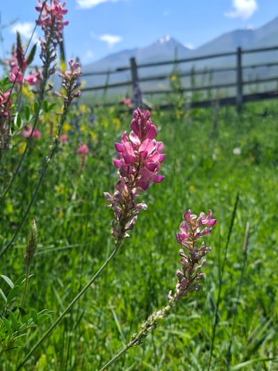 This is a close-up, outdoor, eye-level shot of a field of wildflowers with a distant view of mountains under a blue, cloudy sky. The foreground is dominated by pink wildflowers, with some blurry yellow and purple flowers scattered in the mid-ground. A wooden fence runs horizontally across the mid-ground, separating the field from the mountainous background. The mountains appear hazy and snow-capped. The overall scene suggests a natural, rural setting, likely in Toguz-Bulak, Kyrgyzstan, given the context. There are no people or animals visible in the image.