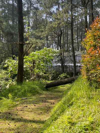 The image depicts a sunlit forested environment in Cikole, Indonesia. The foreground shows ground covered by green grass and patches of exposed soil, densely scattered with dark-brown pine cones. Ferns and other low-lying green vegetation are visible on both sides. In the midground, a large, thick-barked tree trunk stands on the left, approximately one-third up which is an attached wooden structure composed of angled beams, forming a triangular support. Behind this tree, dense green foliage, consistent with bamboo, is prominent. A large, debarked tree trunk, appearing cut, lies diagonally across the central-lower portion of the frame, spanning a cleared path. To the right, a bush with variegated leaves displaying hues of green, orange, and red occupies the midground. The background is composed of a dense plantation of tall, slender evergreen trees. Through the trees and midground foliage, a multi-sectioned building with a light-colored corrugated roof, numerous windows, and a balustraded balcony is partially visible, extending horizontally. The structure's characteristics are consistent with a greenhouse or similar institutional facility. No individuals are present in the scene. The illumination suggests bright daylight, casting distinct shadows.