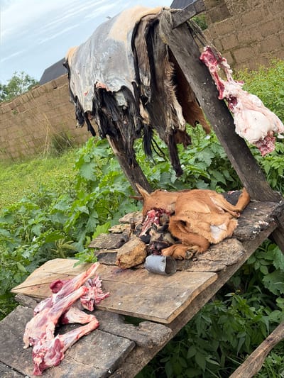 The image depicts an outdoor scene in Wumat Central, Nigeria, where animal carcasses are being processed. A wooden structure, seemingly a makeshift drying rack, holds several animal hides, some appearing to be from goats, hanging from wooden beams. Below this, a wooden platform holds a freshly butchered goat carcass, its head and internal organs visible, along with various cuts of meat. Another section of the platform displays more cuts of raw meat, some with bones. The surrounding environment is overgrown with lush green vegetation, and a brick wall is visible in the background. The overall scene suggests a butchering or processing operation in a rural or semi-rural setting.