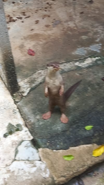 An overhead shot of an otter lying on its back on a cracked and stained concrete surface in an enclosure. The otter is light brown, with dark brown extremities and a long, thick tail. The concrete surface is made up of various irregular shapes, stained with dark patches, and has some leaves scattered around. The location is Takdat, Thailand.