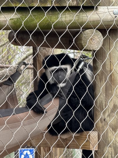 A black and white lemur is visible behind a metal wire fence. The lemur is resting on a textured brown hammock-like structure. The background includes wooden posts and beams. The location is the Columbus Zoo and Aquarium in Powell, Ohio, USA.