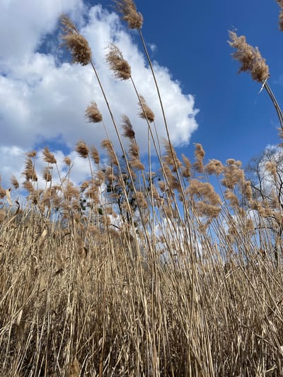 The image depicts a natural outdoor scene in Vinnytski Khutory, Ukraine, viewed from a low perspective. The dominant subjects are numerous tall, dry reeds (*Phragmites australis*) with tan stalks and light brown, feathery seed heads (plumes) occupying the lower two-thirds of the frame. These reeds are densely packed and appear to be swaying or leaning towards the left due to wind, with some plumes exhibiting slight motion blur. In the background, particularly on the right side, are leafless deciduous trees with dark, bare branches silhouetted against the sky. Patches of green foliage, possibly mistletoe, are visible on some tree branches. The upper third of the image shows a clear, vibrant blue sky interspersed with scattered white cumulus clouds. The scene is brightly illuminated, indicating daylight. No individuals or man-made structures are visible.