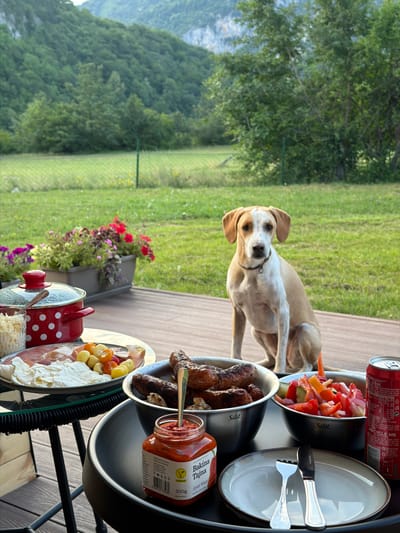 This image shows a dog in a grassy yard with a mountainous backdrop, likely in Bistrica, Montenegro. The dog, a light brown and white medium-sized breed, is looking towards the camera, with its ears perked up and a collar around its neck. It is standing on a wooden deck, which leads to a spread of food and drinks.
On the deck, a tray holds several items, including a red can of Coca-Cola, a bowl of chopped red and orange bell peppers, a plate with cutlery, a bowl of sausages, a jar of "Bakina Tajna Ajvar blagi" (a mild ajvar), and a platter of food featuring cheese, cured meats, and small peppers. A red pot with white polka dots is also visible.
The scene suggests a casual outdoor meal or picnic. The lighting indicates it's daytime, possibly late afternoon given the soft light. The background shows lush green grass, trees, and a forested mountain slope, consistent with a rural or natural setting. The overall mood is relaxed and inviting. The visible text includes "Coke 330 ml," "Silit," "Bakina Tajna Ajvar blagi 300g," "VEGAN," and "RECYCLE ME."