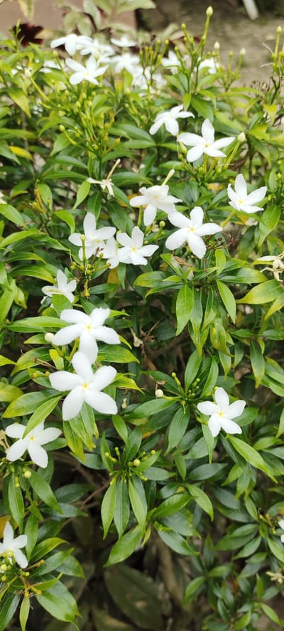 A medium shot captures a dense, green shrub adorned with numerous small, white, star-shaped flowers. The flowers, each with five delicate petals and a yellow center, are scattered throughout the frame, interspersed with glossy green leaves and budding flower stalks. Some of the flowers appear fully bloomed, while others are in various stages of opening or have begun to fade. The foliage is rich and verdant, with a slight sheen that suggests a healthy plant. The background is a soft blur of muted greens and browns, indicating a natural outdoor setting. The overall impression is one of lush, vibrant growth. No people or specific landmarks are visible. The image is static and lacks any discernible action.
