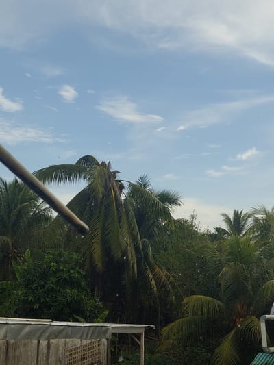 The image depicts a view of lush green palm trees and dense foliage under a partially cloudy blue sky. The weather appears to be rainy, with visible raindrops and streaks in the air, particularly in the mid-ground and foreground. In the lower portion of the image, there is a section of a building with a corrugated metal roof and a concrete wall featuring a patterned texture. A metal pipe or conduit runs diagonally from the upper left corner, partially obscuring the palm trees. The overall scene suggests an outdoor environment in a tropical or subtropical region, possibly residential, with a focus on vegetation and the effects of recent or ongoing rainfall. The location is identified as Jelutung, Indonesia, which is consistent with the tropical flora and architecture. There are no people visible in the image.