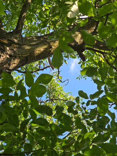 This is a low-angle, outdoor photograph looking up through the canopy of a large tree, likely a walnut tree, given the leaf shape. The leaves are a vibrant green and create a dappled effect with sunlight filtering through them. Through the gaps in the foliage, a clear blue sky with a few wispy clouds is visible.

The central subject is the textured bark of the tree trunk and its branches, which dominate the left and lower portions of the frame. The branches extend upwards and outwards, supporting the dense leaf cover. The lighting suggests it is daytime, likely mid-morning or afternoon, with the sun casting distinct shadows and highlighting the edges of the leaves.

There are no people or specific objects visible, apart from the tree itself. The setting is natural, with the focus being on the intricate structure of the tree and its interaction with the sky. No text is visible in the image. The scene evokes a sense of natural tranquility and the lushness of summer foliage. The location context places this scene in Kostelec na Hané, Czechia.