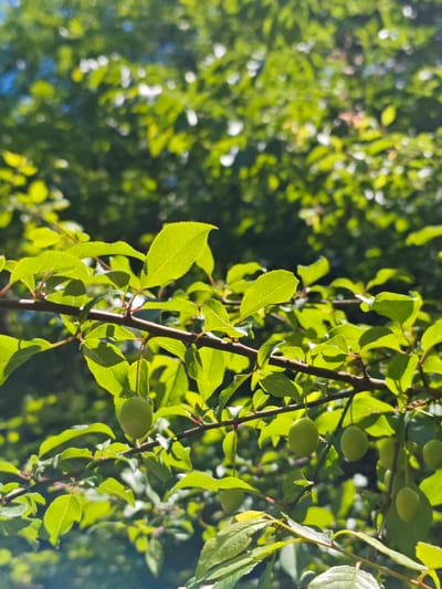 The image shows a close-up view of a tree branch laden with green leaves and unripe green fruits, likely plums. The background consists of more green foliage and blurred sky. The location in the city of Svobody, Russia is not discernible from the image alone.
