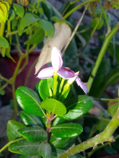 A close-up shot captures a delicate pink and white flower, possibly a periwinkle, in full bloom against a backdrop of lush green leaves and stems. The flower, with its five petals unfurling, displays a soft gradient of color from white at the center to a gentle pink at the edges. Sunlight bathes the scene, highlighting the glossy texture of the leaves and casting subtle shadows. The plant appears to be thriving in a garden or natural setting. The image was taken in Peshawar City Tehsil, Pakistan.