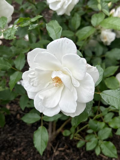 A close-up shot captures a white rose in bloom, its petals slightly ruffled and tinged with faint pink speckles, particularly towards the edges. The center of the rose reveals delicate yellow stamens. The rose is surrounded by lush green foliage, some of which appears slightly damaged. The background consists of dark soil. The image appears to be taken in a garden setting, possibly within Mount Royal, Canada.