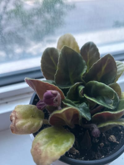 The image shows a potted African violet plant with wilting leaves and developing flower buds. The plant is positioned on a white windowsill, with a blurred outdoor scene visible through the window, suggesting an overcast day. The plant's leaves are predominantly dark green with some yellowing and browning at the edges, indicating potential stress or nutrient deficiency. Small purple flower buds are visible among the foliage. The pot is black and filled with dark soil. The scene appears to be indoors, likely in a residential setting. There are no people or animals present in the image. The location of this scene is not identifiable within the city of Richmond Hill, Canada, as no specific landmarks or indicators are present.