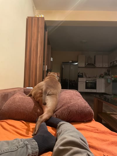 The image shows an indoor scene, likely a living room and kitchen area. In the foreground, a dog is resting on a ribbed brown couch cushion. The dog is tan-colored and appears to be a medium-sized breed. Next to the dog, on an orange surface, are a person's legs wearing grey pants and black socks. The person's feet are visible, with one foot resting on the orange surface and the other tucked in.
Behind the couch, a kitchen area is visible. It features wooden cabinets, a stainless steel refrigerator, an oven, and countertops with various items on them. The overall impression is a casual, home environment. The lighting suggests it might be evening or night. There is no visible text in the image. The location context provided is Malevo, Bulgaria.