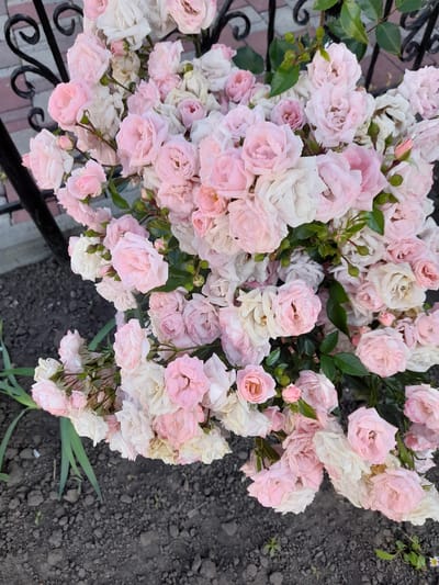 A close-up, high-angle shot captures a dense cluster of delicate pink and white roses in full bloom. The flowers are tightly packed, with some in bud and others fully opened, showcasing their layered petals. Green leaves and thin stems are interspersed among the blossoms. The roses appear to be growing near a black wrought-iron fence with ornate scrollwork, a portion of which is visible in the upper left of the frame. The ground beneath the roses is dark, loose soil with scattered small pebbles and a few blades of green grass. The scene is set outdoors, suggesting a garden or park. There are no people or animals present. The image is well-lit, and the colors are soft and natural. The location is Myrhorod, Ukraine.