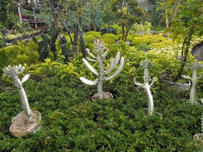 The image displays an outdoor plant nursery or garden area located in El Rincón de Monagas, Venezuela. The scene is densely populated with diverse plant life under ambient daylight. In the immediate foreground, a bed of low-growing, small-leaved green plants covers the ground. Within this bed, four prominent white-stemmed, columnar succulent plants, consistent with *Euphorbia lactea 'White Ghost'*, are visible. The plant on the far left is rooted in a beige, cut plastic bottle acting as a planter, filled with light-colored substrate. The other three white succulents are situated in dark pots, with the central specimen exhibiting a reddish growth tip.
Beyond the foreground, the nursery features organized rows and beds of various plants. Lighter green, broad-leaved plants are arranged in distinct sections, while further back, areas of yellowish-green foliage are evident. The mid-ground to background includes several tall, dark green columnar cacti and a variety of trees with lush green foliage, suggesting a verdant, tropical or subtropical environment. A partial wooden or metal trellis structure is discernible in the far left background. No human figures or discernible animal life are present.