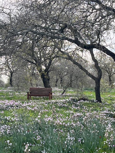 The image displays a serene natural landscape, likely a park or woodland path, in Alon HaGalil, Israel. The scene is dominated by a long avenue of mature trees, their gnarled, dark branches intertwining to form a dense canopy against a bright, diffused sky. These trees appear to be deciduous or have sparse foliage, characteristic of late winter or early spring.

The ground beneath the trees is completely covered in a vibrant carpet of small wildflowers, primarily white and light purple or pink, interspersed with green grass and foliage. This floral display creates a soft, textured foreground and mid-ground. A dark brown wooden park bench is positioned beneath one of the larger trees, slightly to the right of the center, inviting quiet contemplation. Taller, green grassy plants are visible in the immediate foreground on the right side of the image.

The lighting is soft and even, suggesting an overcast day or diffused light conditions, with no harsh shadows. The overall impression is one of peaceful natural beauty and tranquility. No people are visible, and there is no discernible text within the image. The setting evokes a sense of calm and a connection with nature.